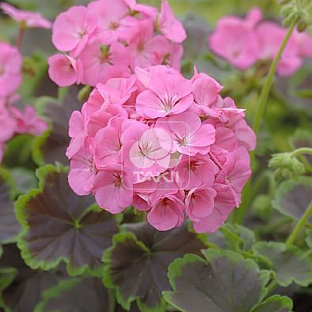 Pelargonium Black Velvet F1 Pink Leggy Stems