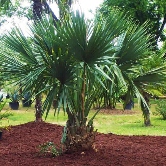 Sabal minor Yellow Leaves