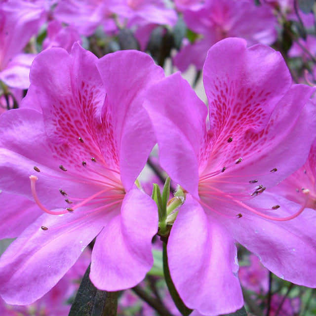 Rhododendron canadense Fine Webbing