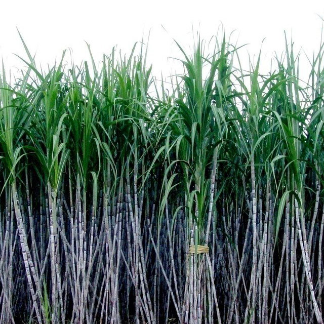 Saccharum officinarum
