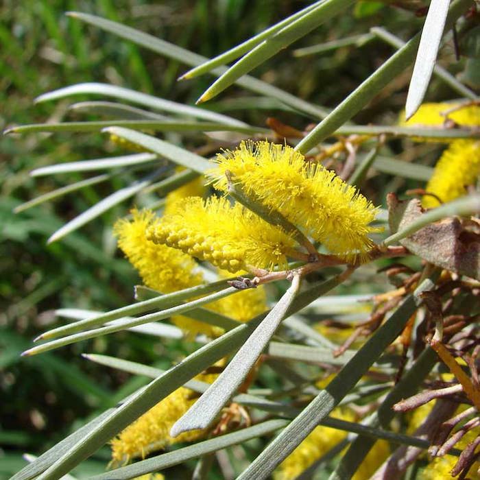 Acacia aneura