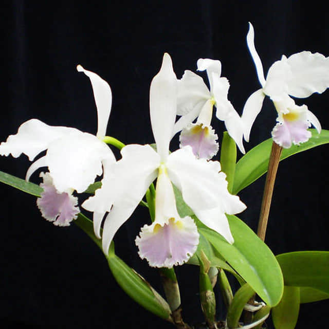 Cattleya hybrida