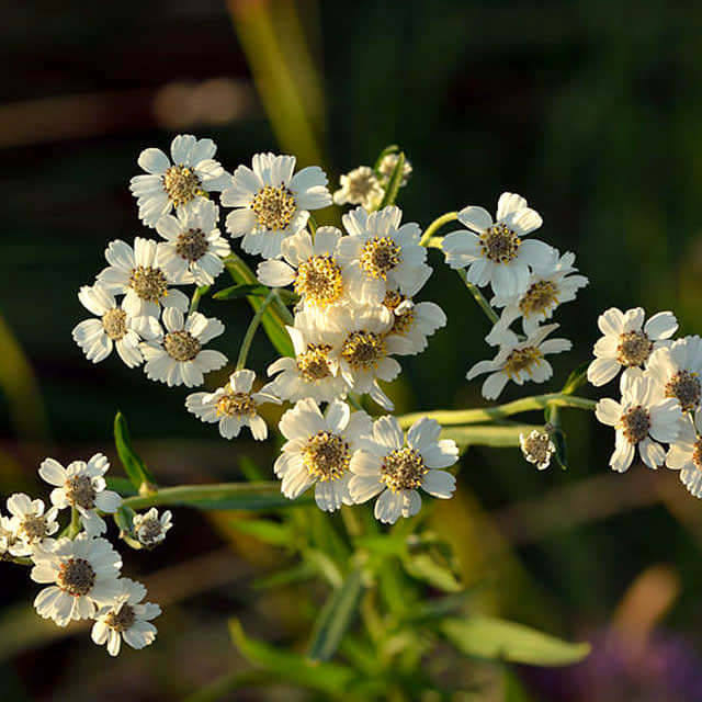 Achillea ptarmica