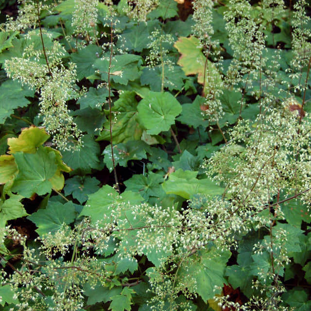 Heuchera villosa
