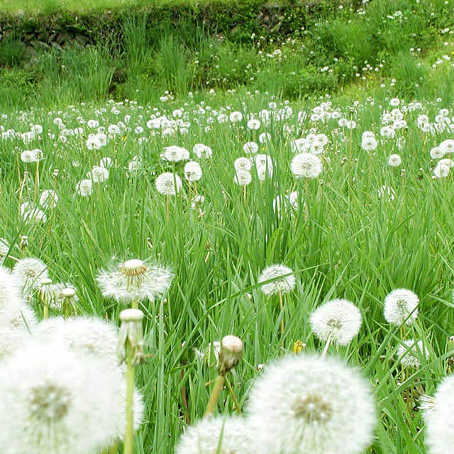 Taraxacum