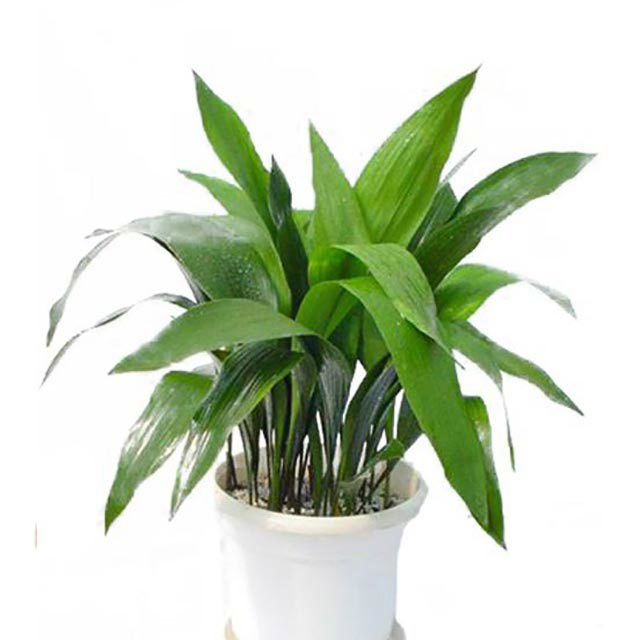 Aspidistra elatior