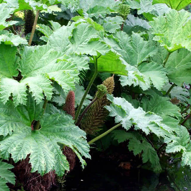 Gunnera manicata