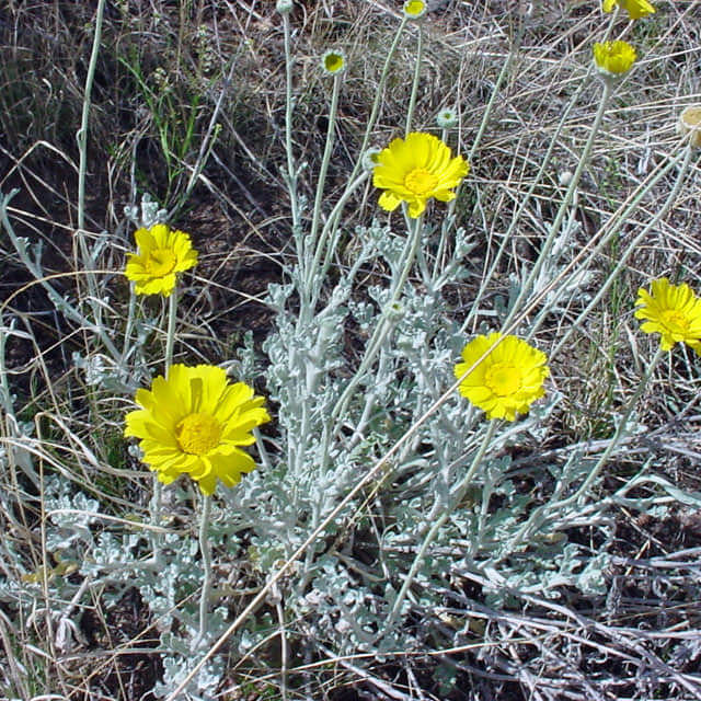 Baileya multiradiata