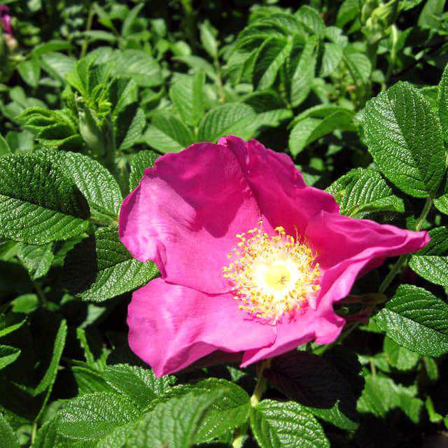 Rosa gallica x Rosa rugosa