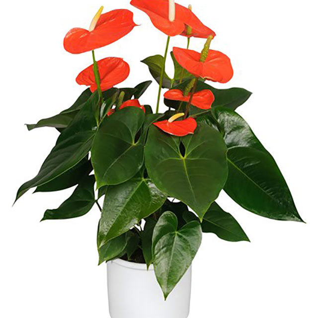 Anthurium andraeanum Nebraska Sudden Leaf Drop