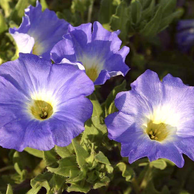 Nolana paradoxa