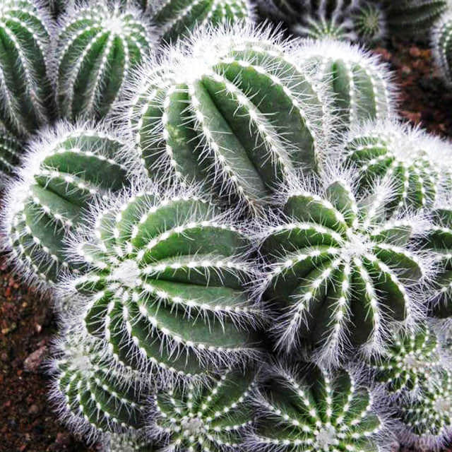 Parodia magnifica White Cottony Spots