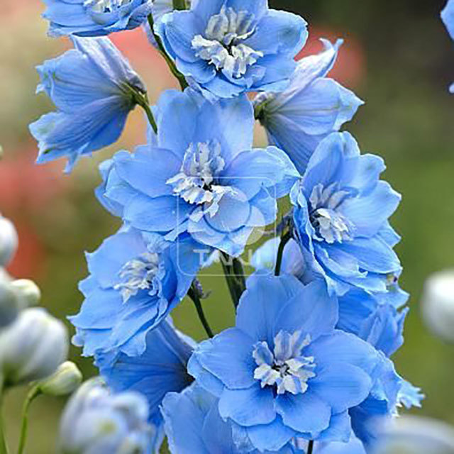 Delphinium Centurion F1 Sky Blue White Powder