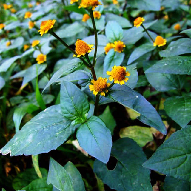 Acmella oleracea