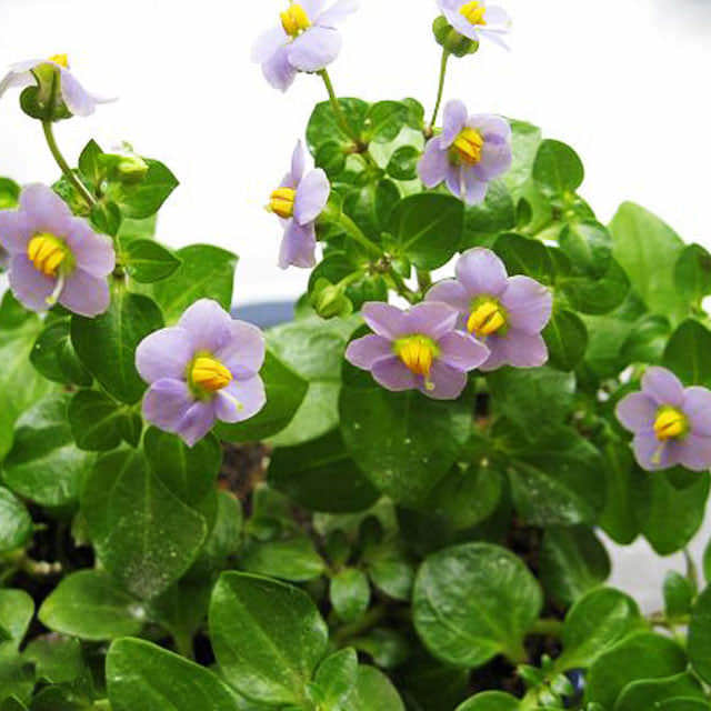 Exacum affine