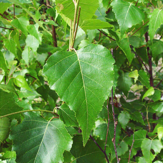 Betula populifolia