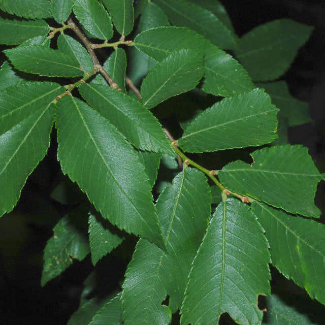 Ulmus alata