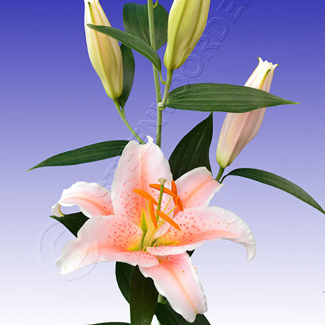 Lilium oriental Salmon Star Fine Webbing