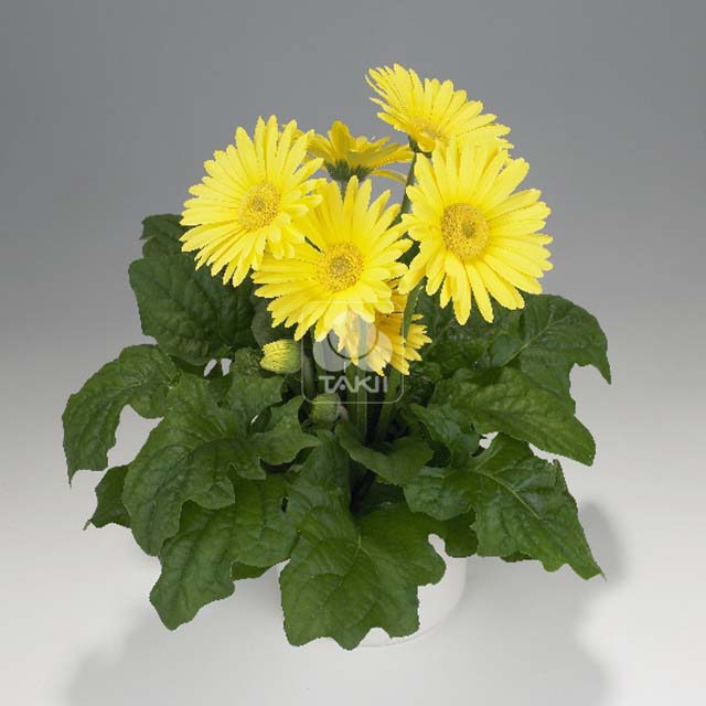 Gerbera Royal F1 Lemon 8085 Sticky Leaves