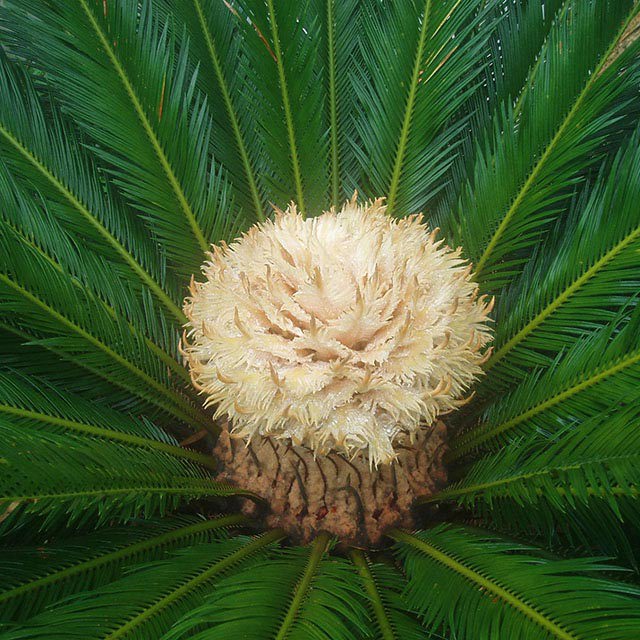 Cycas revoluta