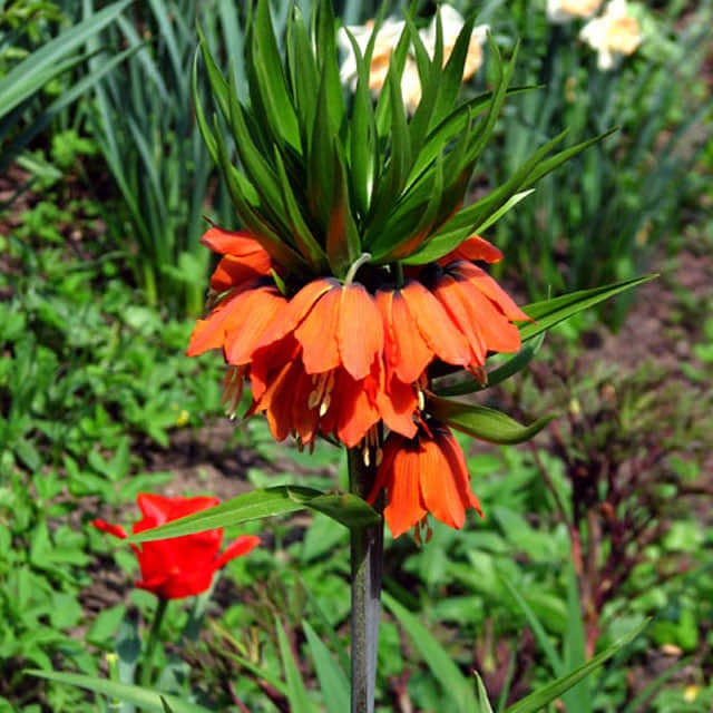 Fritillaria Rubra