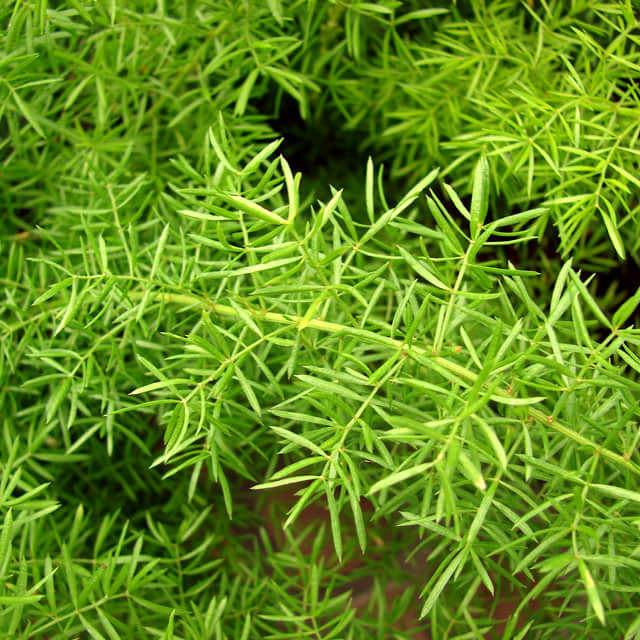Asparagus densiflorus Fine Webbing