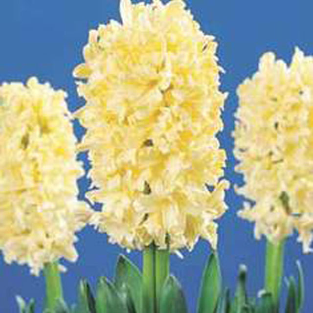 Hyacinthus orientalis Yellow Queen