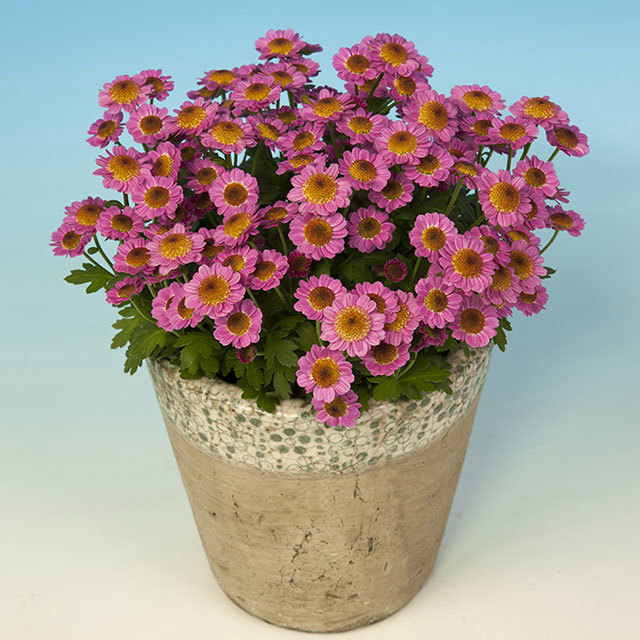 Chrysanthemum Pico Glow Fine Webbing