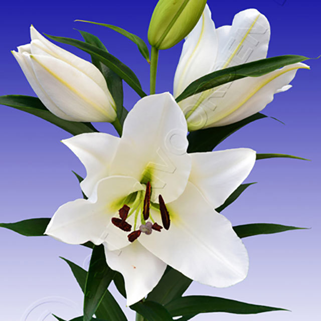 Lilium OT Stentor Fine Webbing