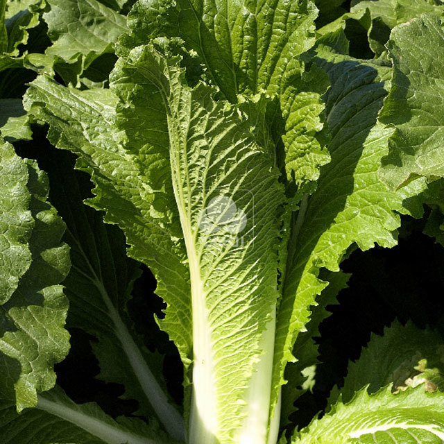 Brassica rapa Green Rocket F1 Yellow Leaves