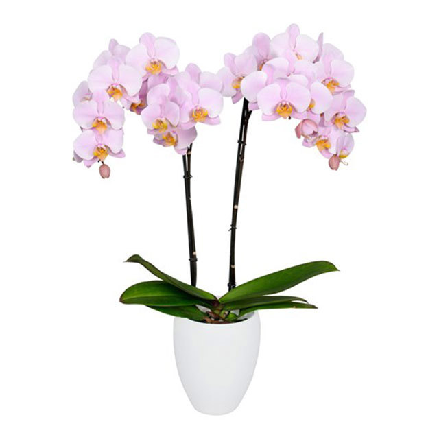 Phalaenopsis Salinas