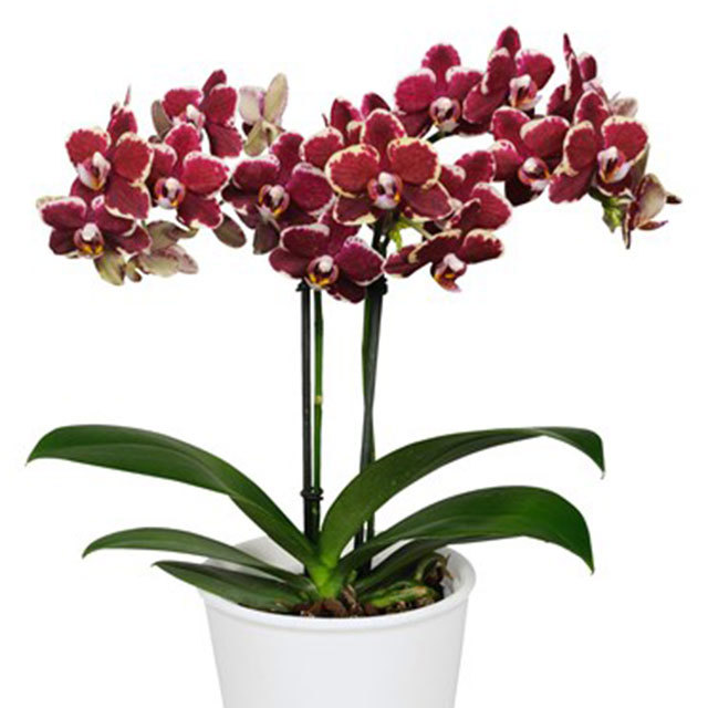 Phalaenopsis Bellinzona Fine Webbing