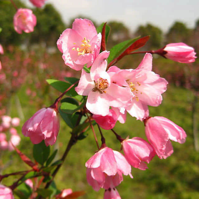 Malus micromalus Ruby White Powder
