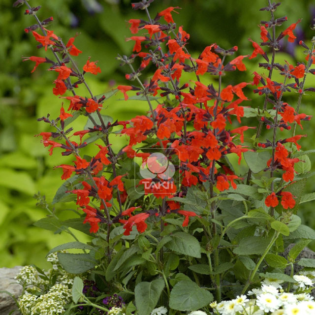 Salvia microphylla Forest Fire Fusti lunghi e sottili