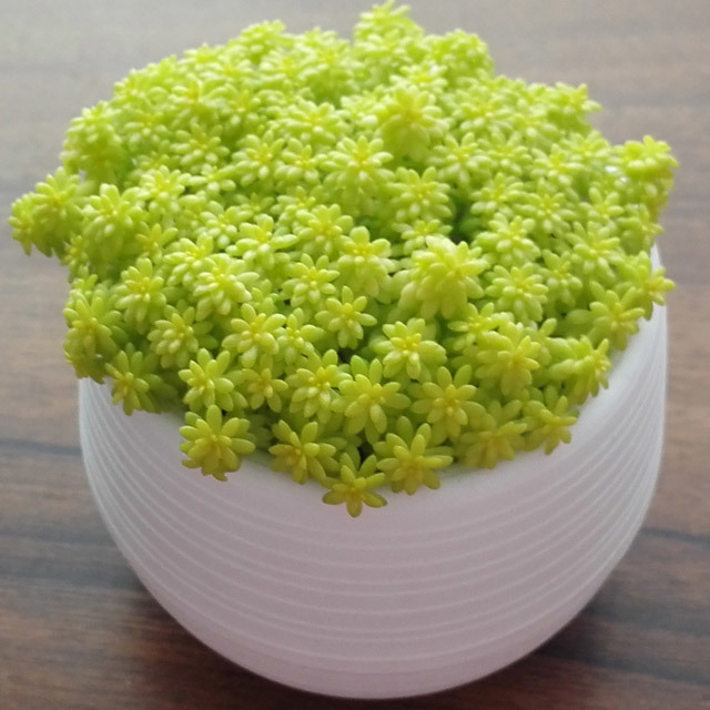 Sedum hispanicum Aureum