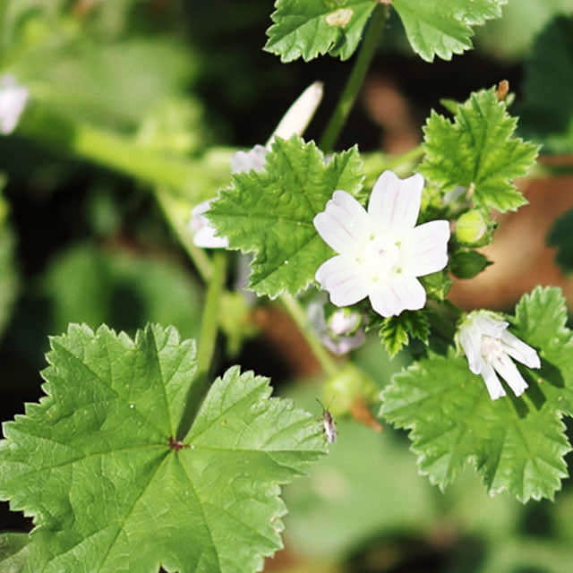 Malva neglecta