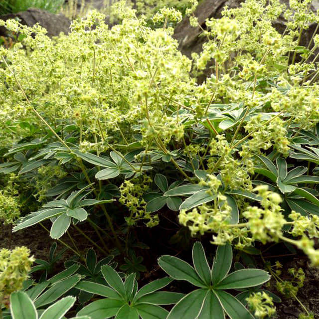 Alchemilla alpina