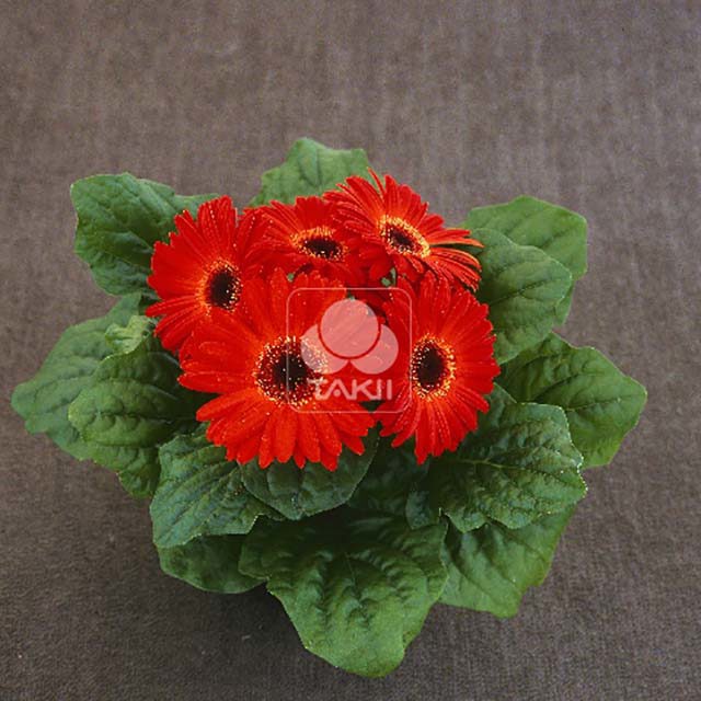 Gerbera Jamesonii Scarlet