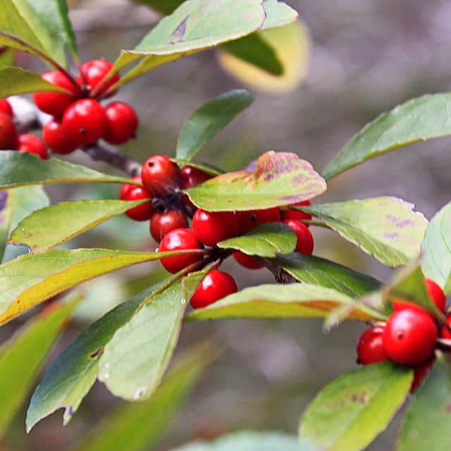 Ilex decidua
