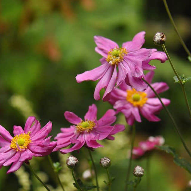 Anemone hupehensis japonica