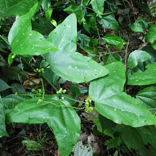 Mascagnia macroptera