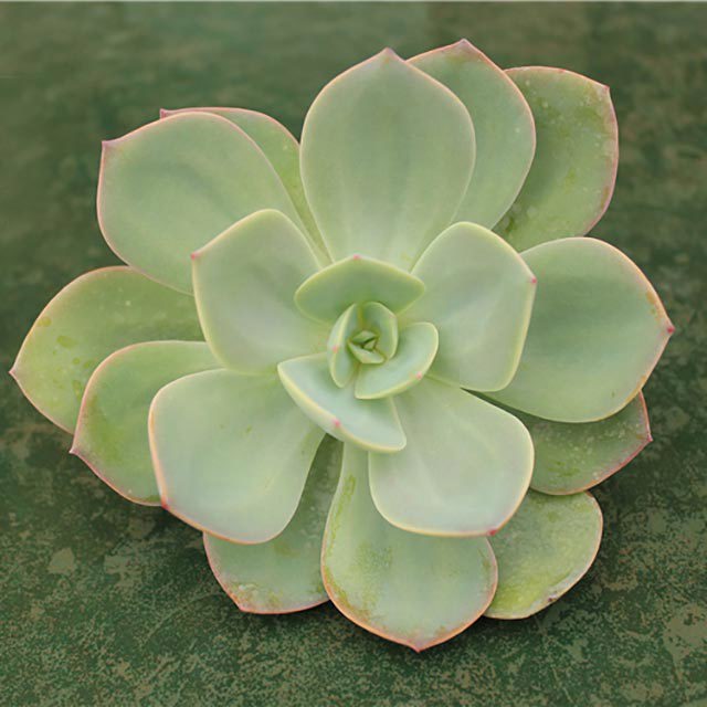 Echeveria Hakuhou White Powder