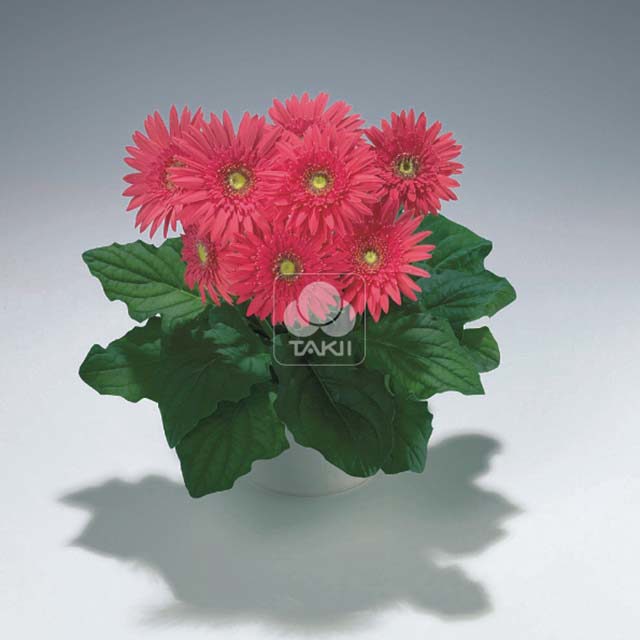 Gerbera Daisy Deep Rose Drooping Leaves
