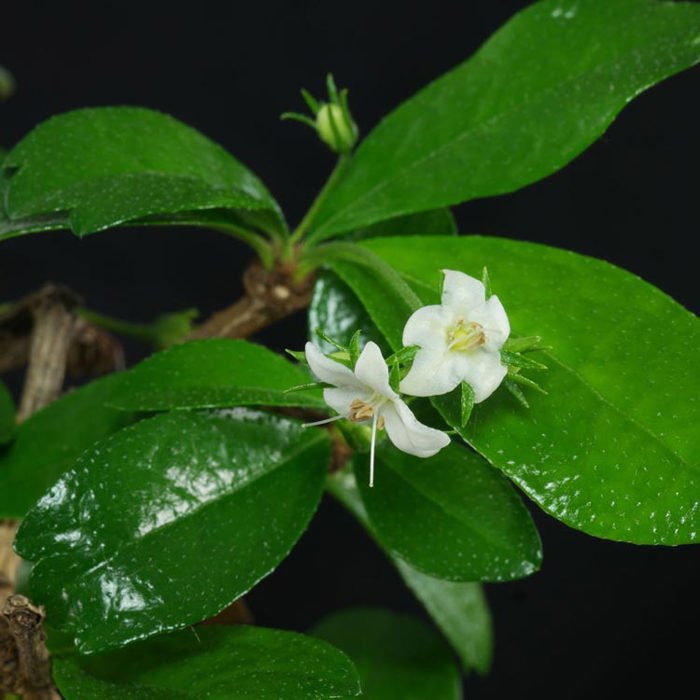 Carmona microphylla