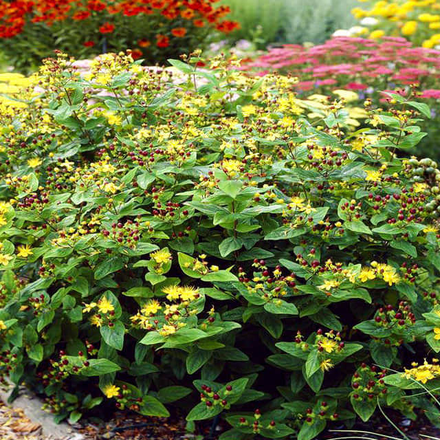 Hypericum x Excellent Flair