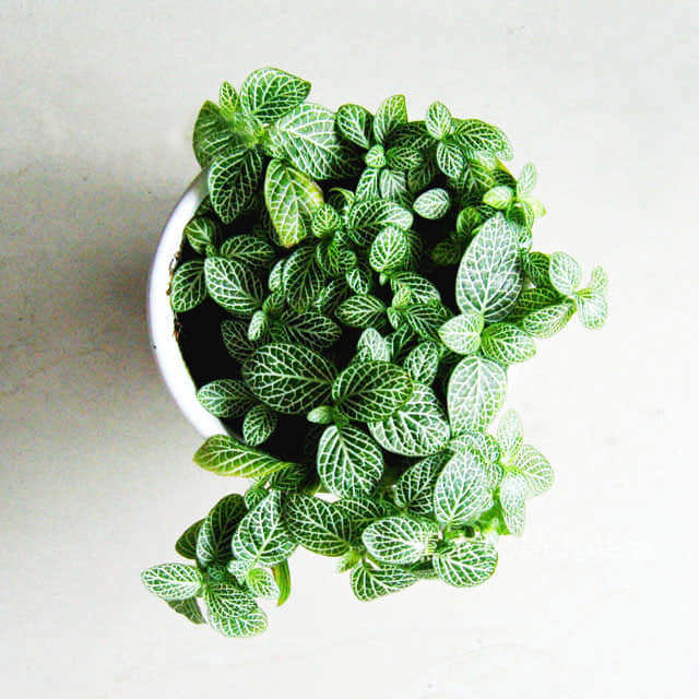 Fittonia verschaffeltii argyroneura