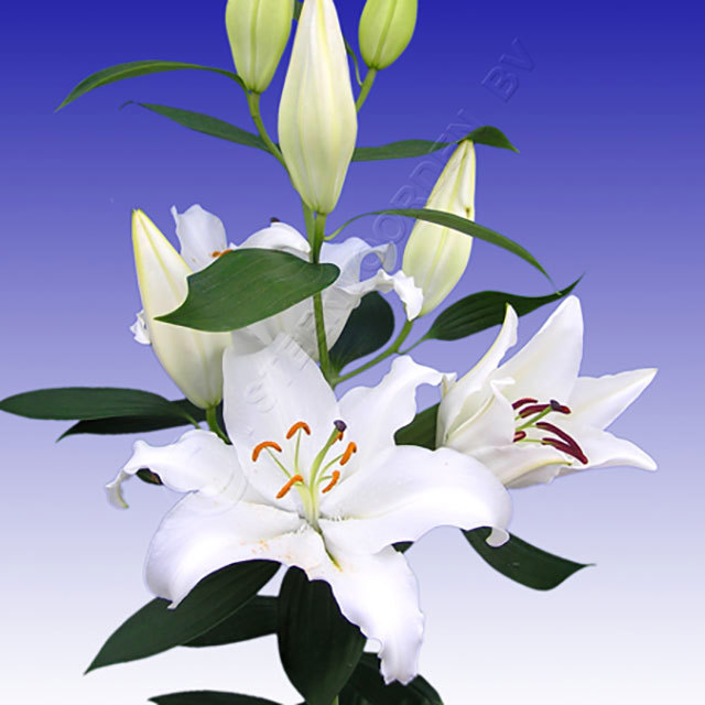 Lilium Oriental Valdes Fine Webbing
