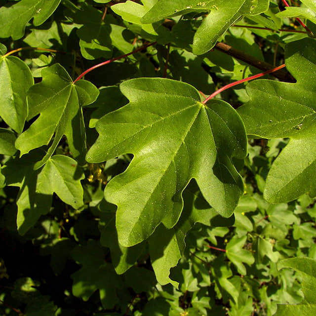 Acer campestre