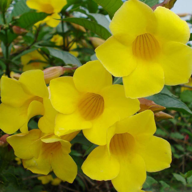 Allamanda schottii