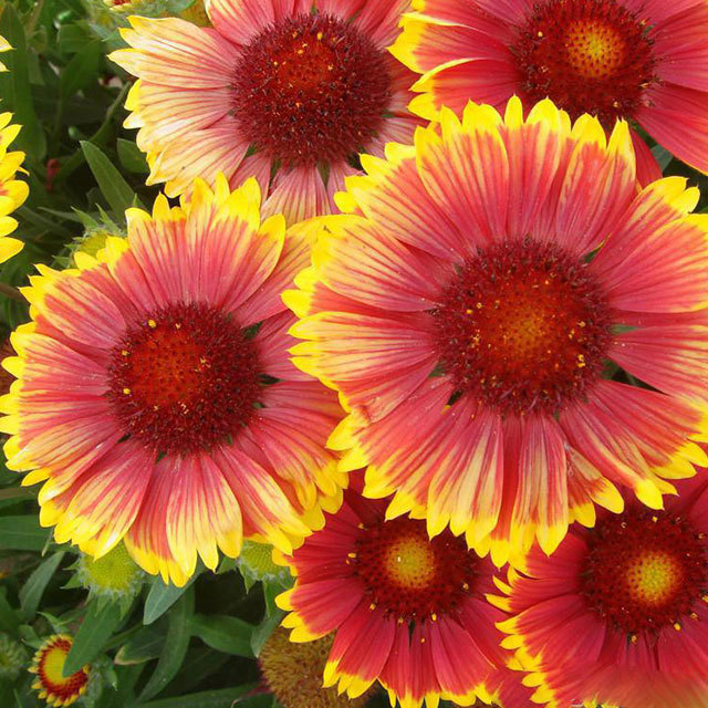 Gaillardia aristata